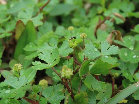 Image of Hydrocotyle batrachium Hance