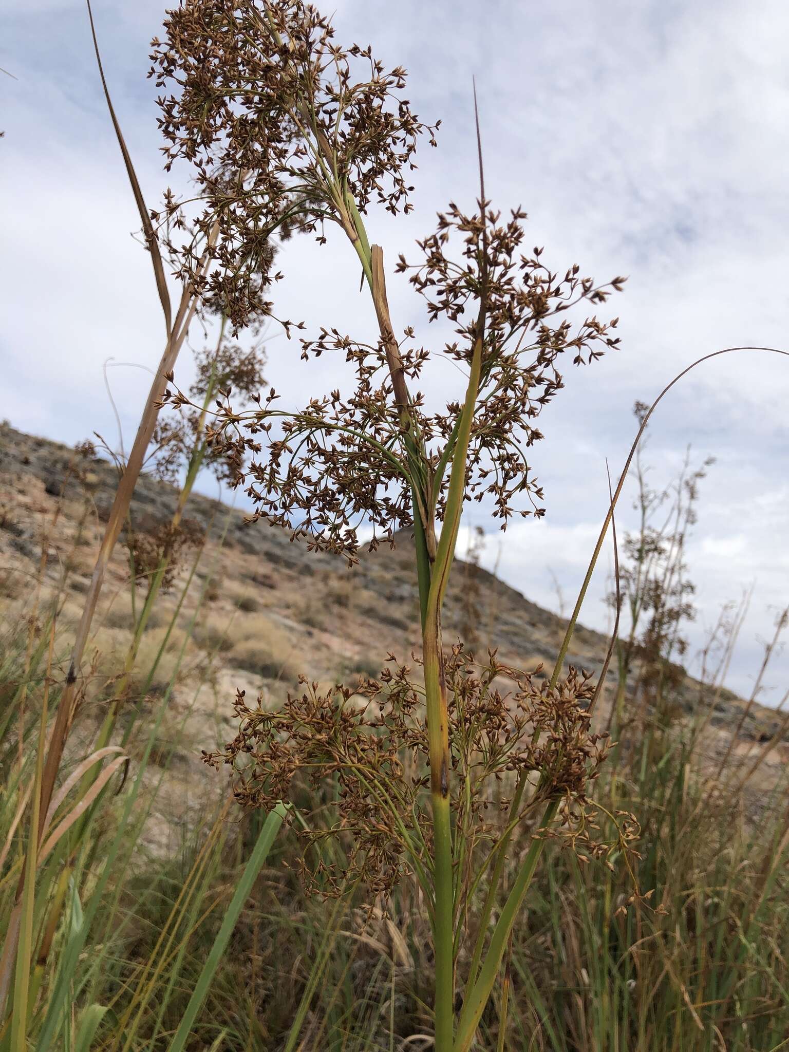 Imagem de Cladium mariscus subsp. californicum (S. Watson) Govaerts