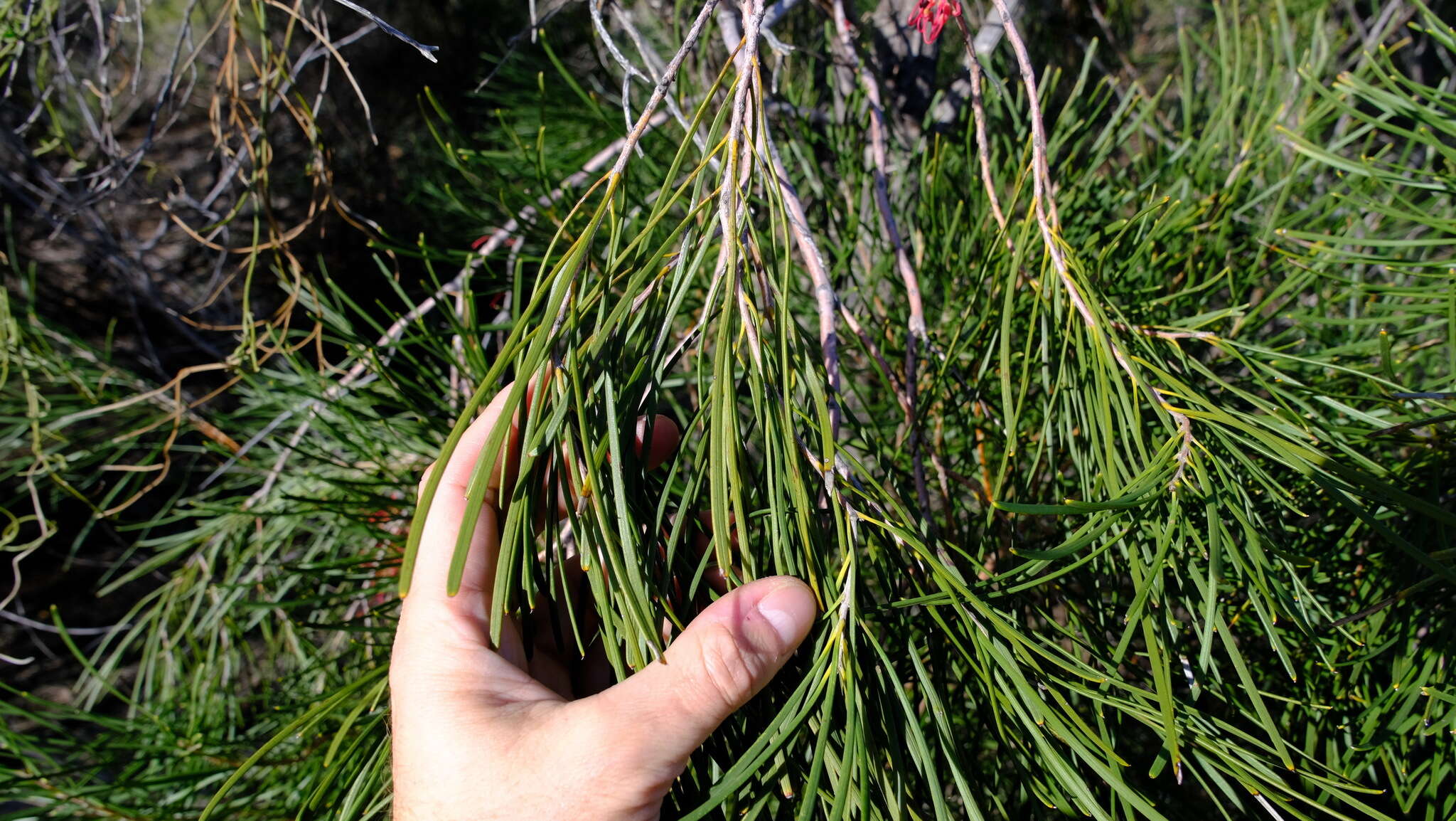 Image de Hakea orthorrhyncha F. Müll.