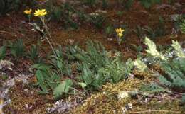 Image of longleaf arnica