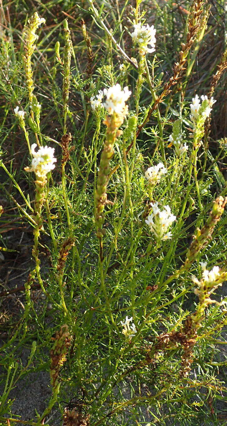 Sivun Hebenstretia integrifolia L. kuva