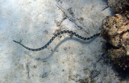 Image of Turtlehead Sea Snakes