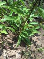 Imagem de Echinacea laevigata (C. L. Boynt. & Beadle) Blake