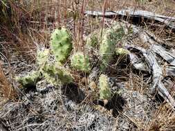 Image of grizzleybear pricklypear