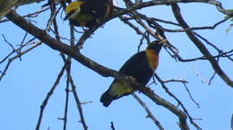 Image of Golden Myna