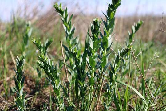 Image of broomleaf toadflax