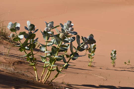 Imagem de Asclepias welshii N. H. Holmgren & P. K. Holmgren