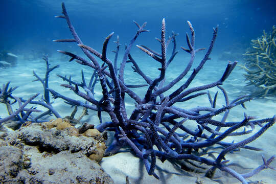 Image of Small base staghorn coral