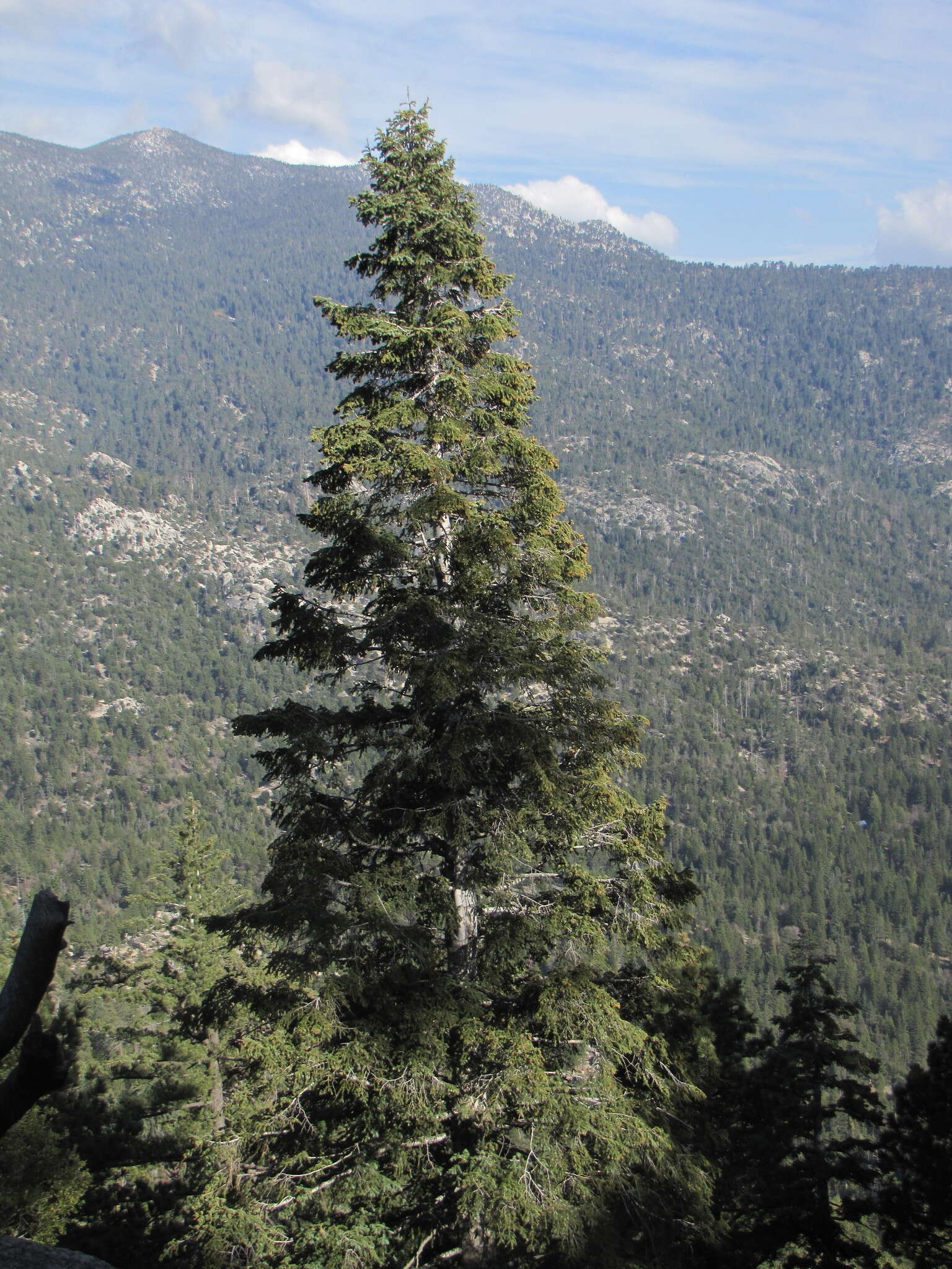 Image of Abies concolor (Gordon) Lindl. ex Hildebr.