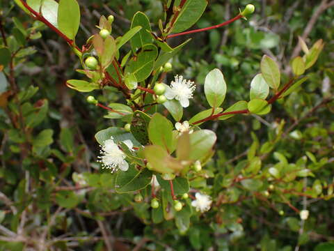 Image of mangroveberry