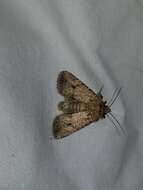 Image of Northern Scurfy Quaker Moth