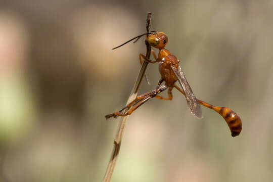 Image de Ammophila wrightii (Cresson 1868)