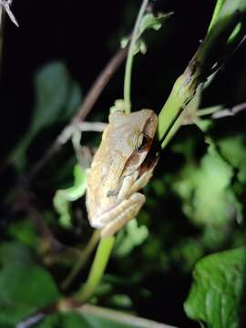 Image of Polypedates subansiriensis Mathew & Sen 2009