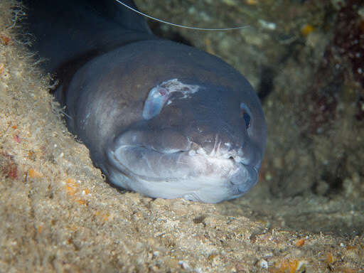 Image of Ash-colored conger eel