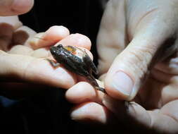 Image of Southern Chorus Frog