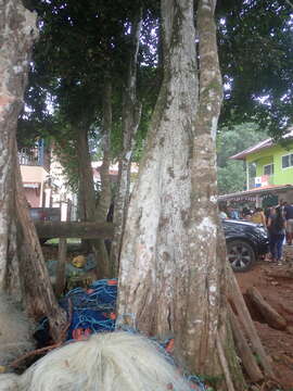 Image of dragonsblood tree