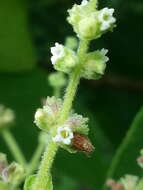 Image of Lepechinia dioica J. A. Hart