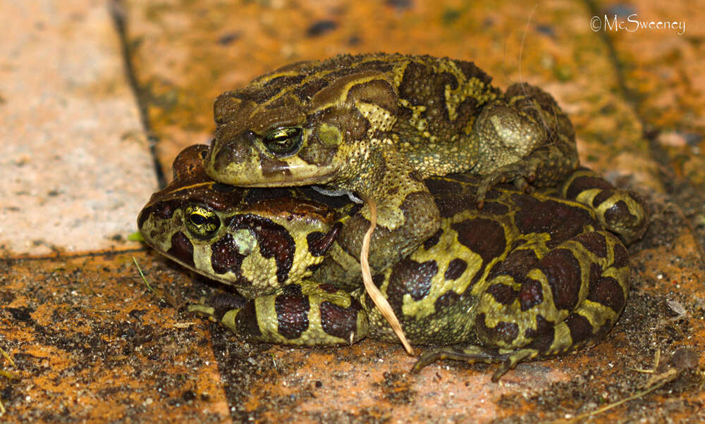 Plancia ëd Sclerophrys pantherina (Smith 1828)