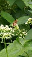 Image of Syrphid fly