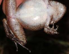 Image of Izabal robber frog