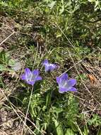 Image of Campanula tridentata Schreb.