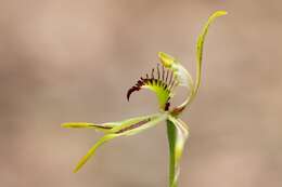 Caladenia corynephora A. S. George resmi