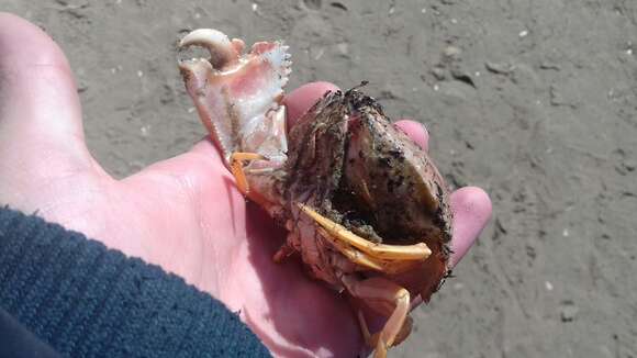 Image of Mediterranean shame-faced crab