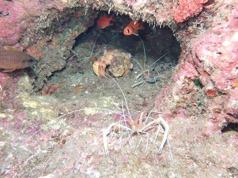 Image of flameback coral shrimp