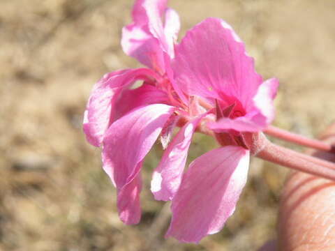 Imagem de Pelargonium luridum (Andr.) Sweet