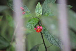 Image of Impatiens phoenicea Bedd.