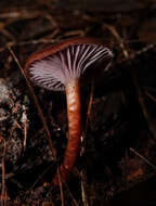 Hygrocybe lilaceolamellata (G. Stev.) E. Horak 1971的圖片