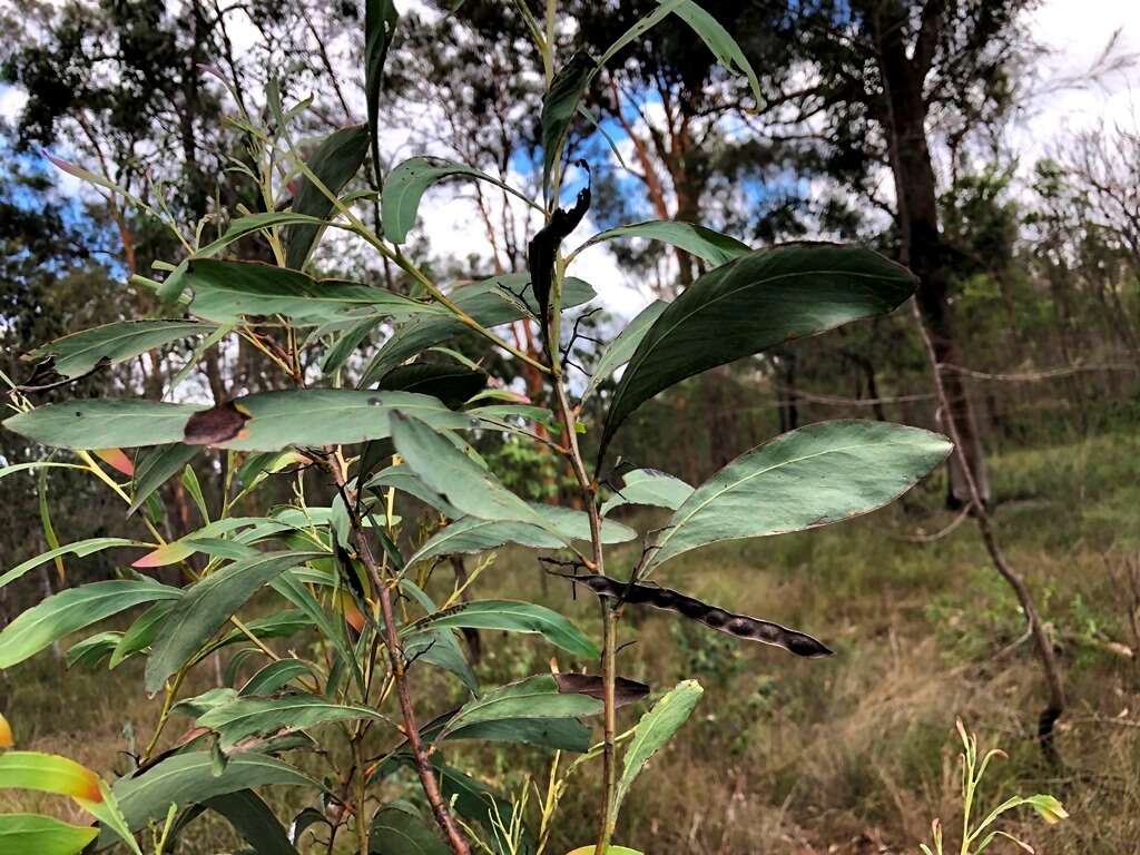 Слика од Acacia falcata Willd.