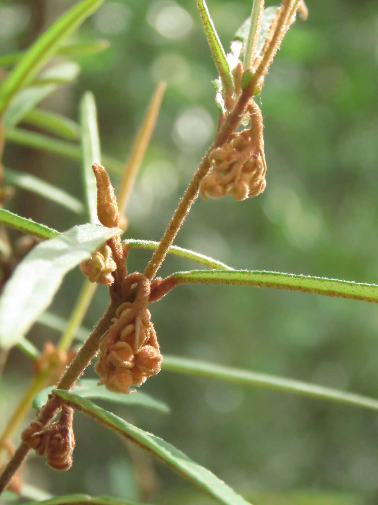 Image of Lasiopetalum ferrugineum Sm.