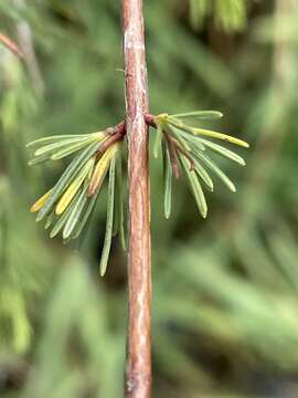 Image of Smooth-Bark St. John's-Wort