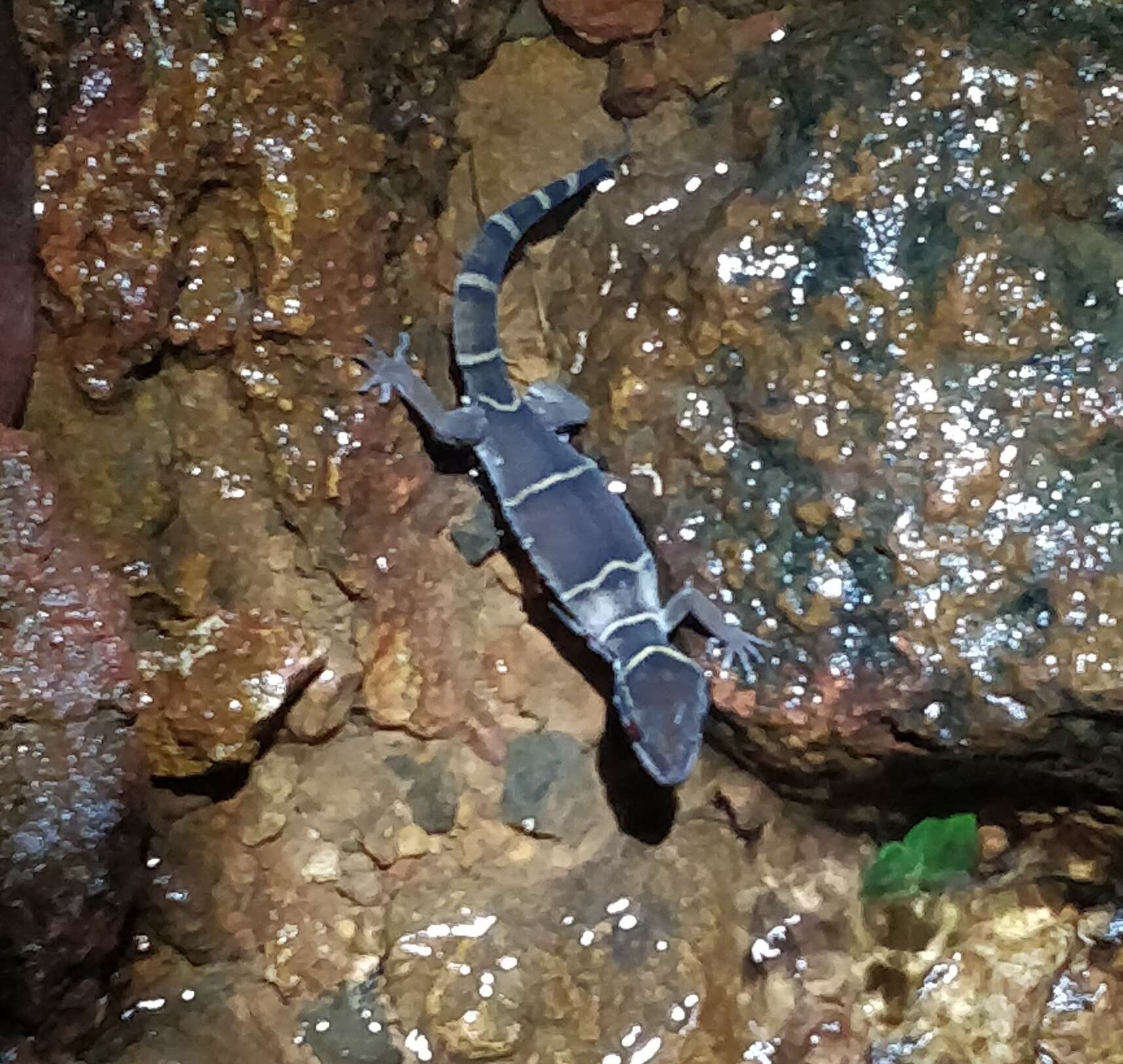 Image of Boulenger’s Indian Gecko