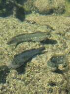 Image of Zebra Blenny