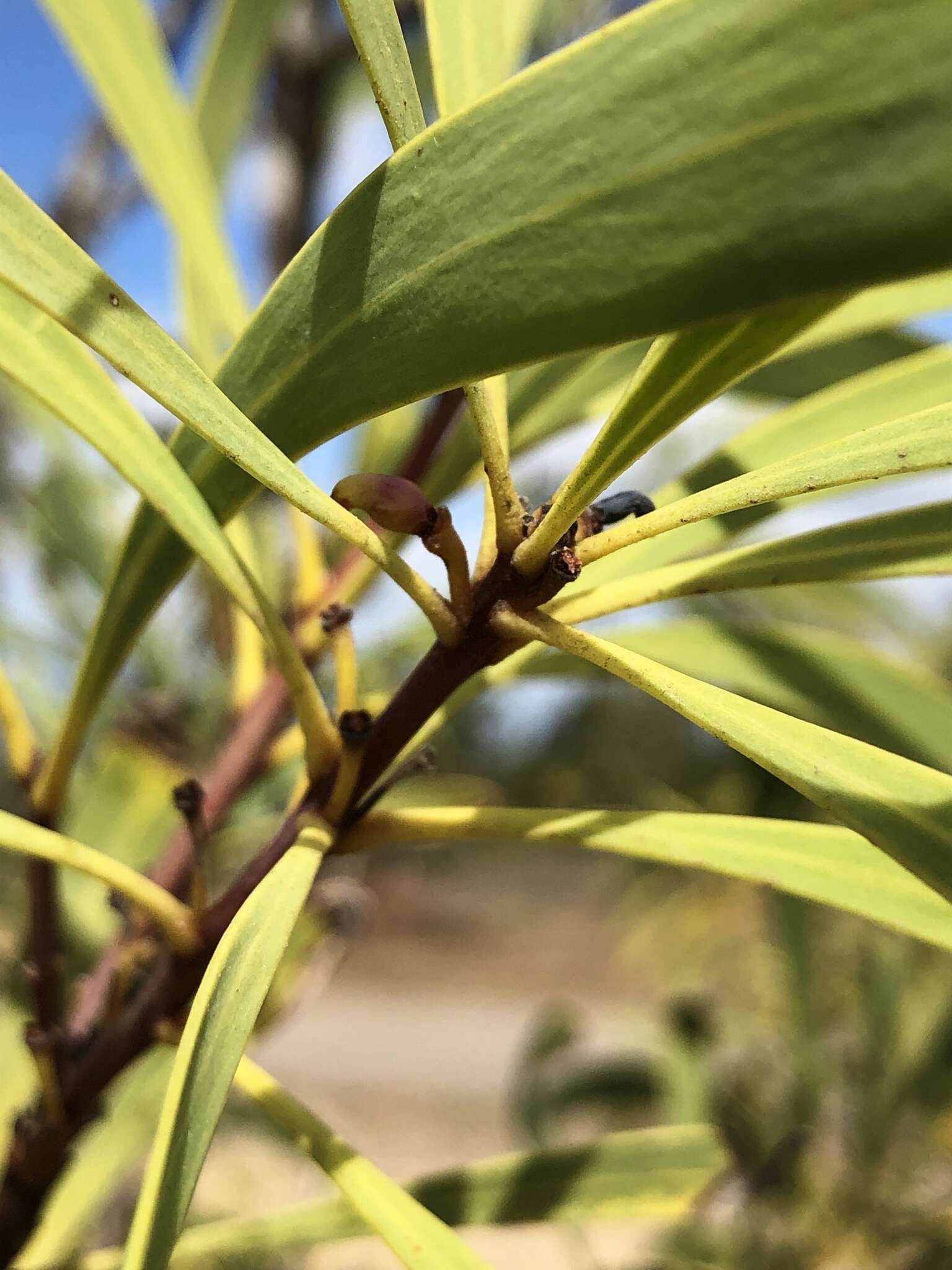 Imagem de Persoonia falcata R. Br.