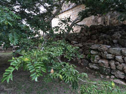 Image of Lonchocarpus yucatanensis Pittier