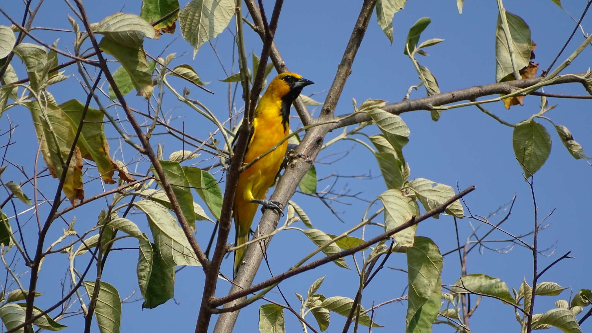 Image de Oriole à dos rayé