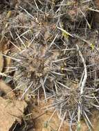 Image of Copiapoa megarhiza var. echinata (F. Ritter) A. E. Hoffm.