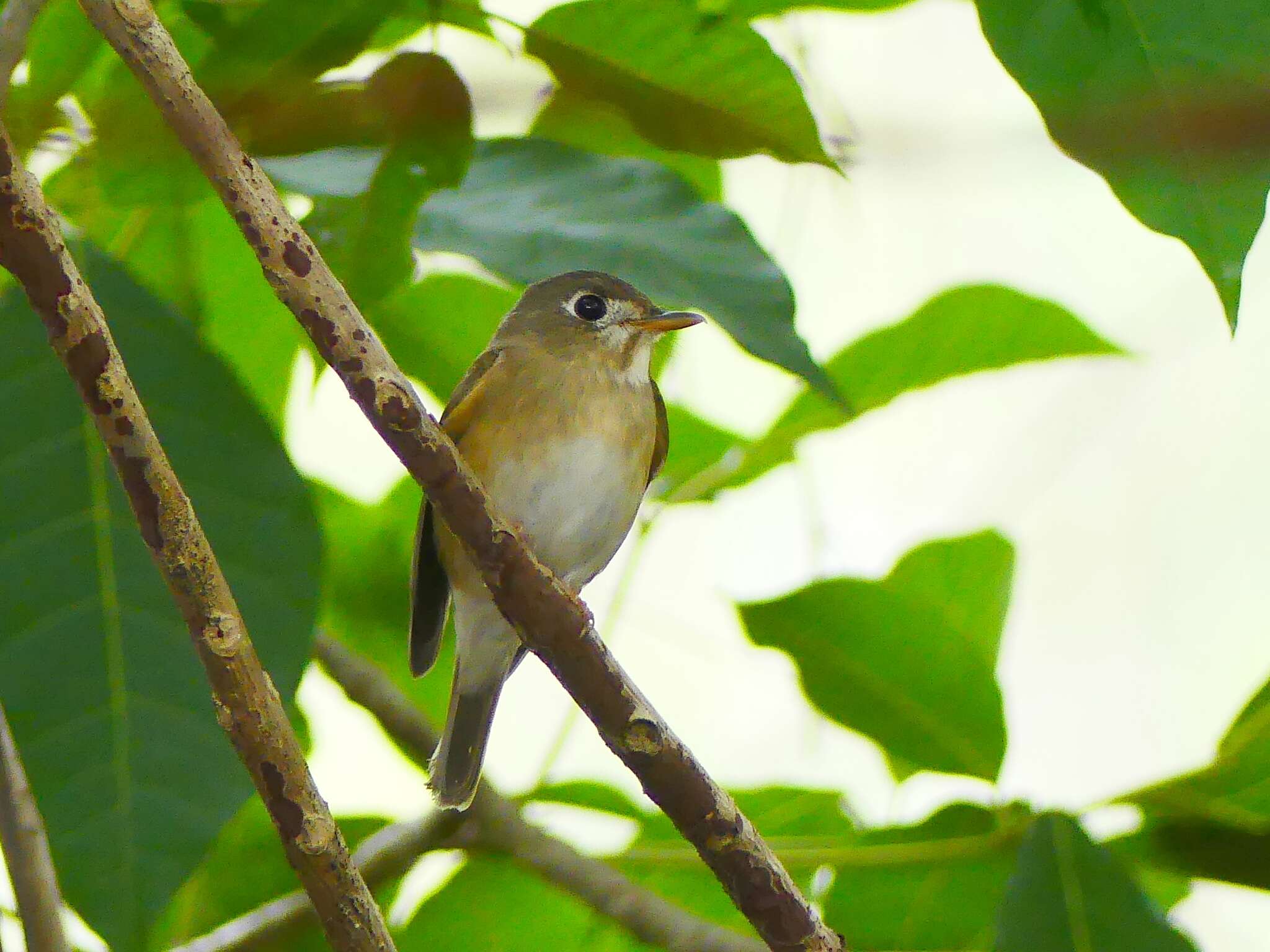 Muscicapa muttui (Layard & EL 1854) resmi