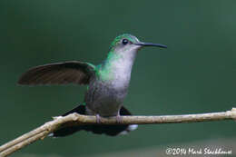 Image of Mexican Woodnymph