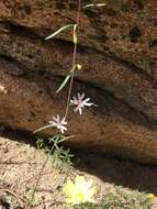 Image of Kern Canyon clarkia