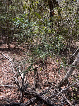 Image of Dracaena reflexa var. occidentalis H. Perrier