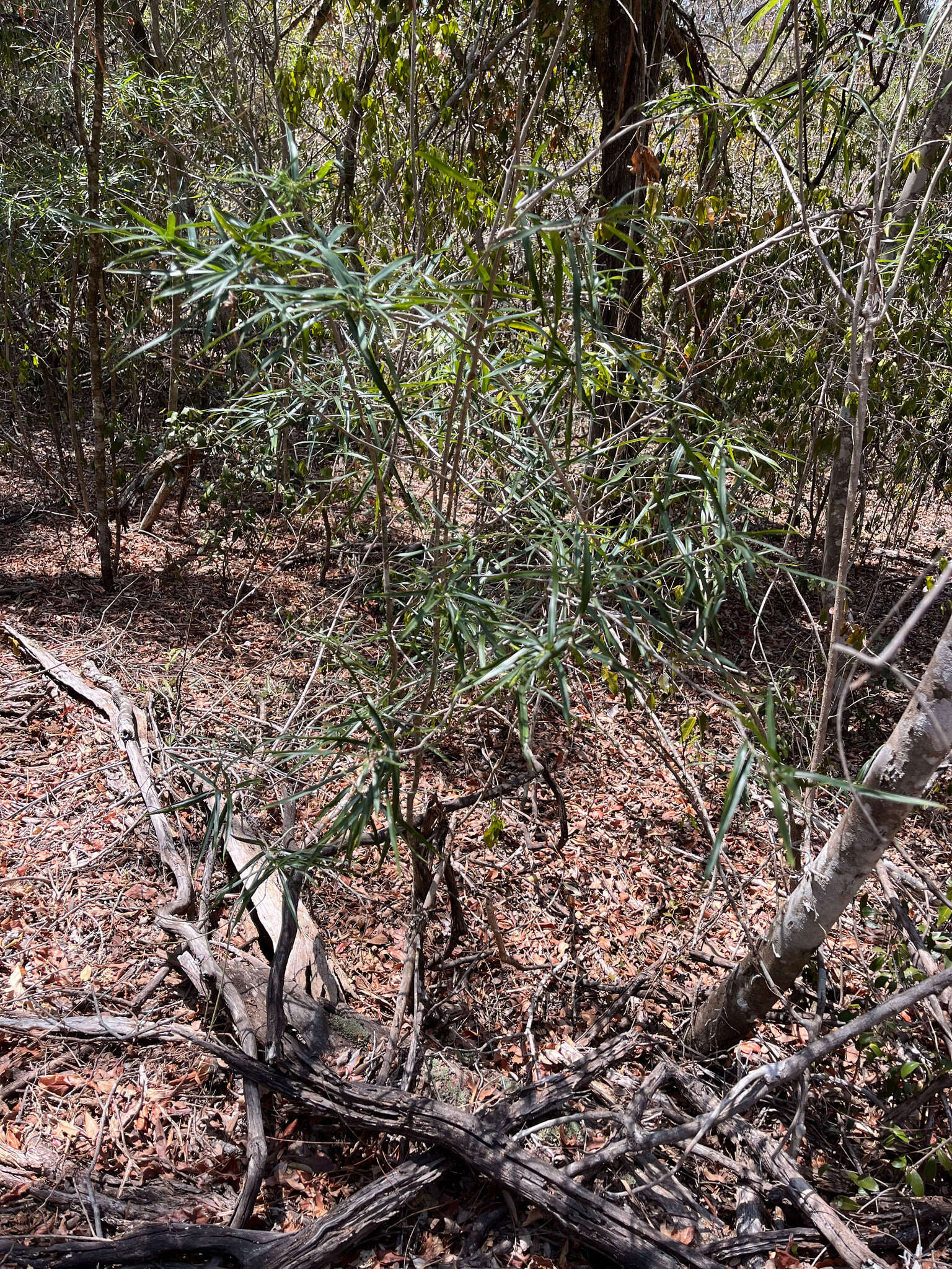 Image of Dracaena reflexa var. occidentalis H. Perrier