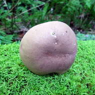 Plancia ëd Austroboletus gracilis (Peck) Wolfe 1980