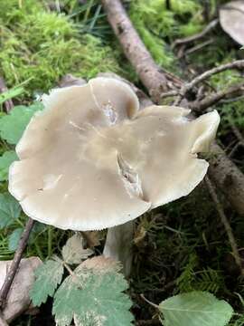 Image of Entoloma griseum Peck 1904