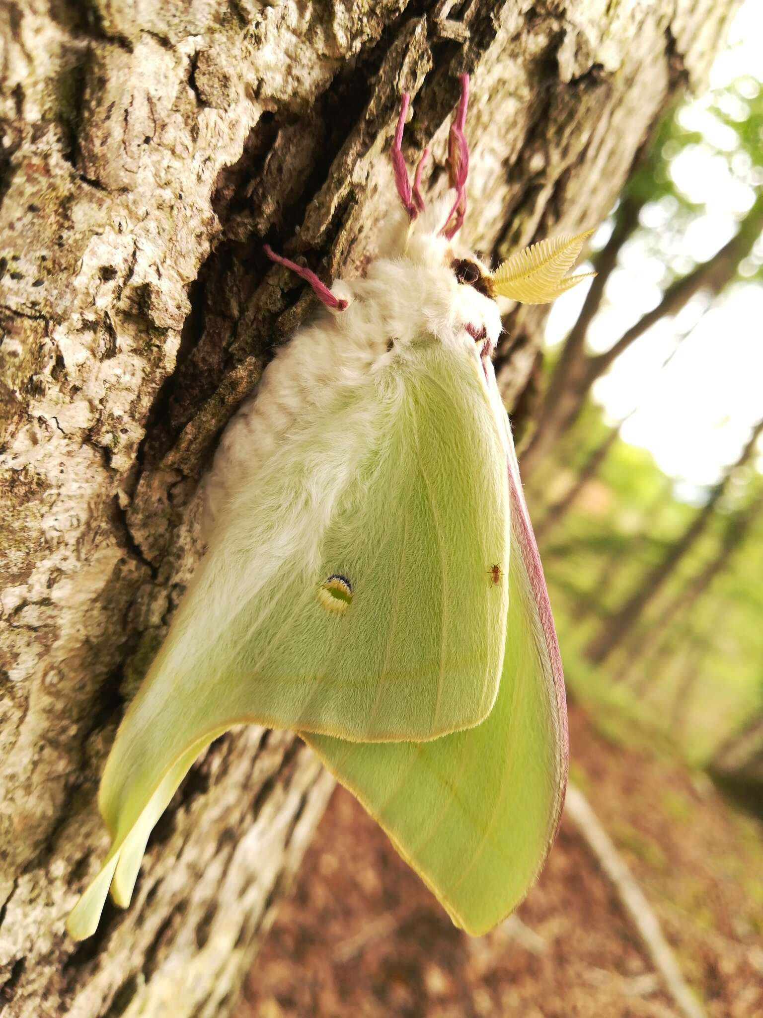 Image of Actias aliena (Butler 1879)