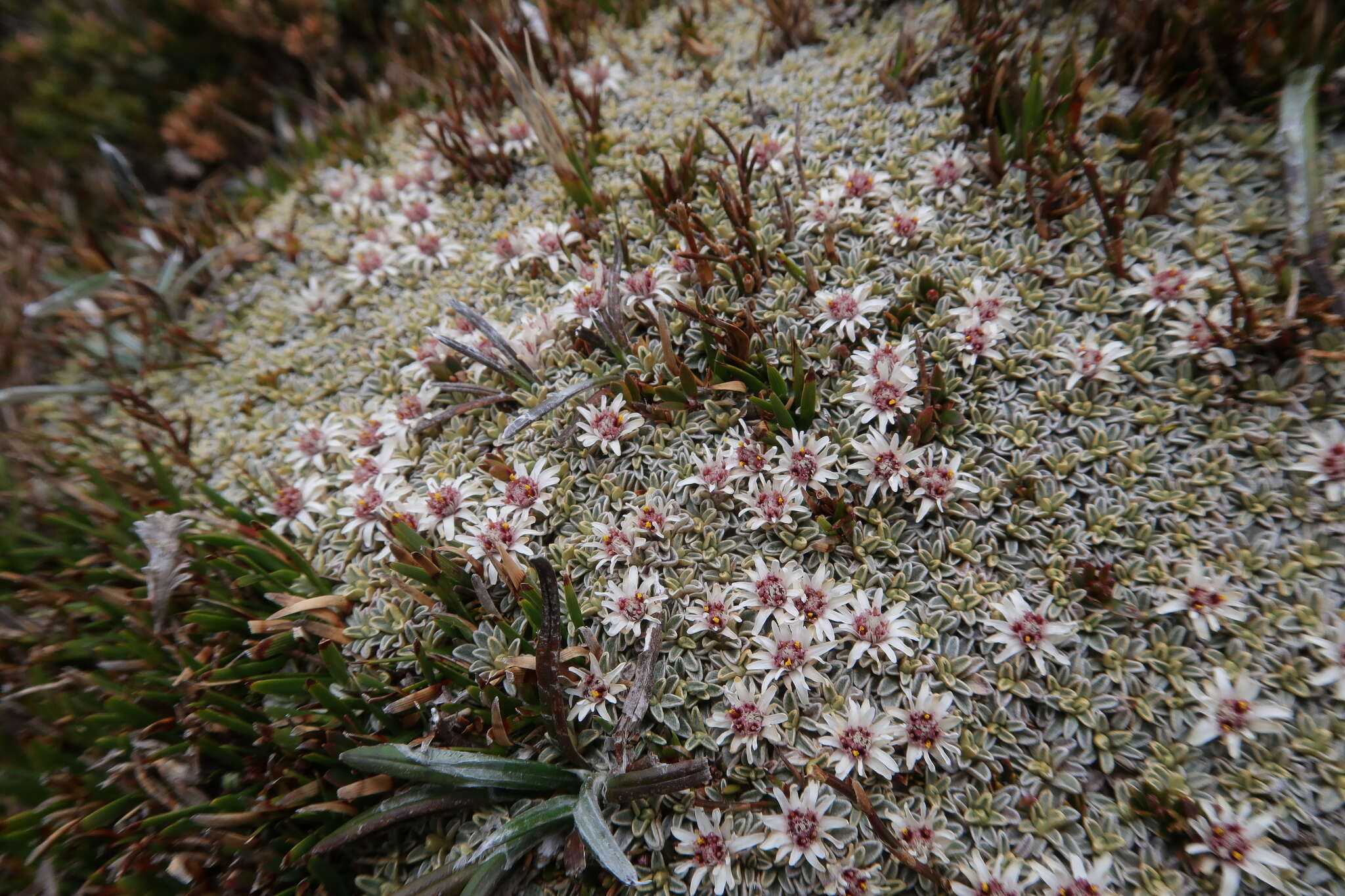 Ewartia meredithae (F. Müll.) Beauv. resmi