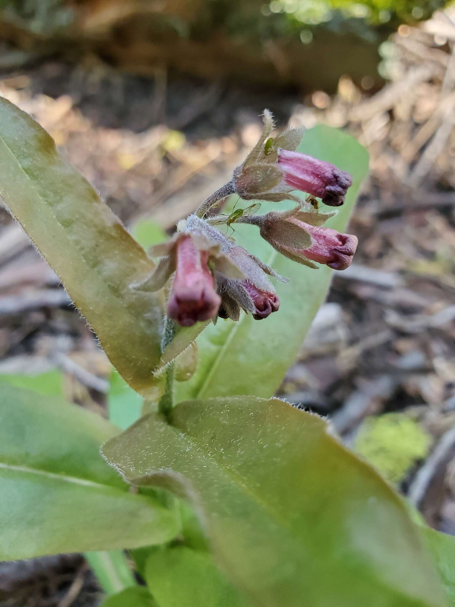 Plancia ëd Andersonglossum occidentale (A. Gray) J. I. Cohen